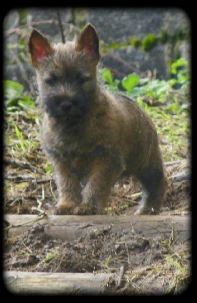 De La Petite Vadrouille - Cairn Terrier - Portée née le 21/11/2012