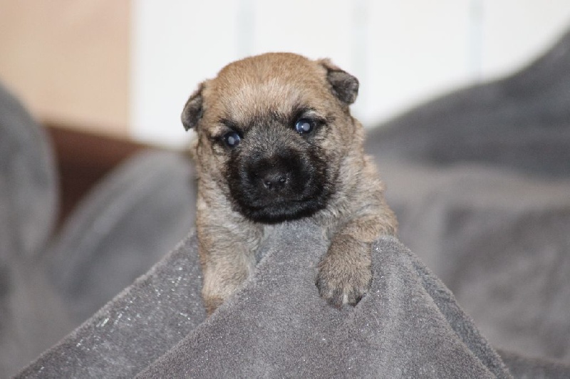 De La Petite Vadrouille - Cairn Terrier - Portée née le 24/01/2017