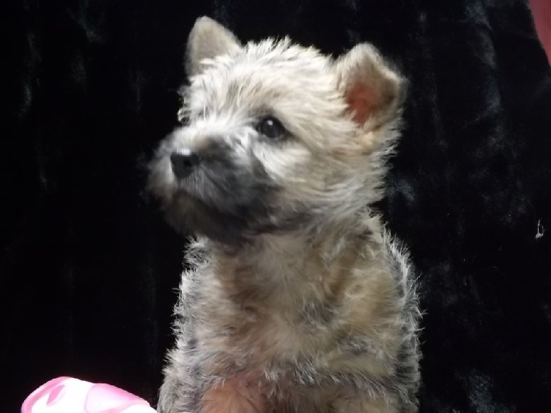 De La Petite Vadrouille - Cairn Terrier - Portée née le 08/05/2014